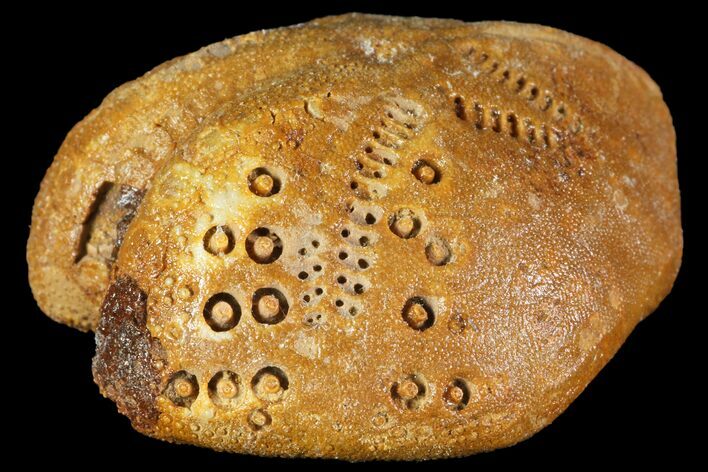 Fossil Echinoid (Lovenia) - Australia #114596